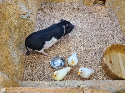 昼食には何を食べましょうか？