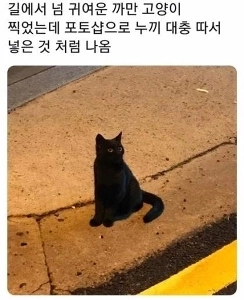 猫を合成したように見える猫