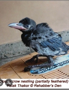 お年寄り：カラスは親に食べ物を届けてくれる律儀な生き物なんです！