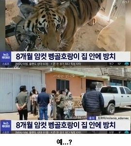 影を見た後、家の中にトラがいると報告しました。jpg