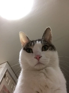 野良猫を拾って拡大したDCのjpg