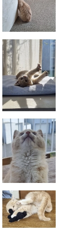 私が餌をあげていた野良猫が子供を預けてしまいました。