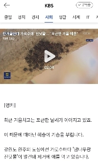 真冬なのに街路樹にアブラムシが…「暖冬のせいで」