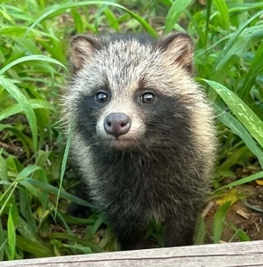 田舎でタヌキを飼う理由
