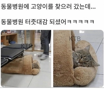 動物病院に預けた猫を引き取りに来ました。