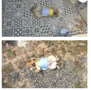 ただ横になるのが好きな犬