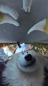 (SOUND)犬のボディカメラ事故