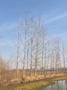 (SOUND)鳥を捕まえるには、まず鳥にならなければなりません。mp4