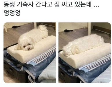 動物飼育中の悲痛な瞬間