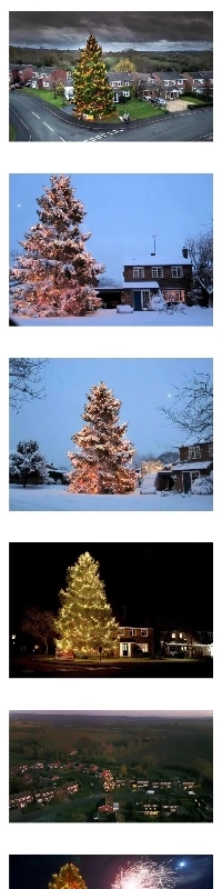 43年間クリスマスツリーを育ててきた老夫婦