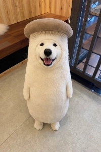 サモエドカフェコスチューム