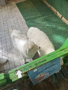 羊に会いに行こう