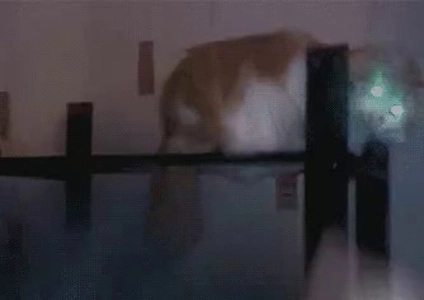 マイケル・ジャクソンが猫に転生