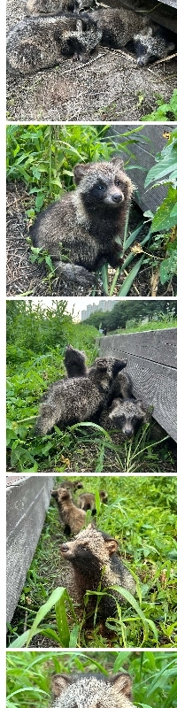 Redditに投稿された韓国アライグマ