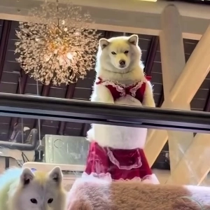 (SOUND)パンツ見せて誘惑