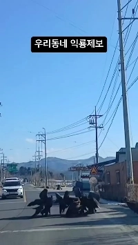 (SOUND)韓国の冬にしか見られないワシの大きさを感じる.mp4