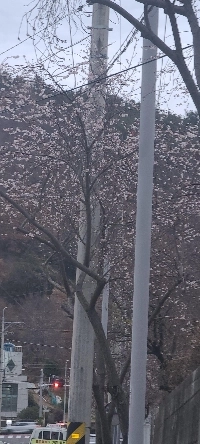 麗水の天気は大変でしょうね。 12月の桜
