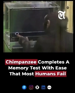 (SOUND)ほとんどの人間はこのテストに失敗しますが、チンパンジーは簡単に成功します。