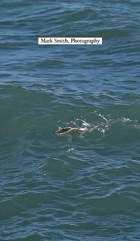 波に乗るカレイ