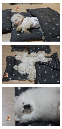 裕福な飼い主の犬生活