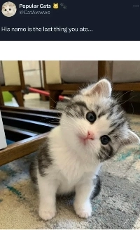 最後に食べた食べ物が猫の名前になる