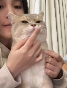 猫：へへにんげん