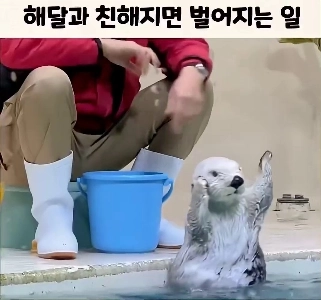 (SOUND)ラッコが友達になりました.mp4