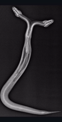 (SOUND)双頭のライオン