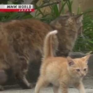 (SOUND)非常に不快) 撮影中に野生動物に襲われる撮影スタッフ.mp4