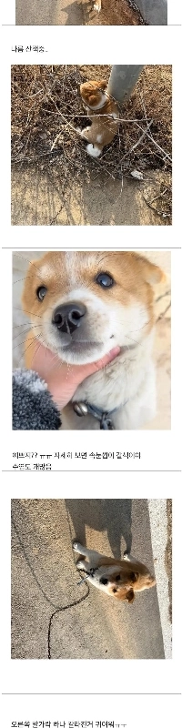 祖母の田舎犬と散歩に行く