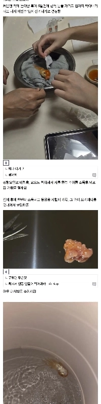 DCはジェミニのアドバイスに従って金魚の手術を行った。