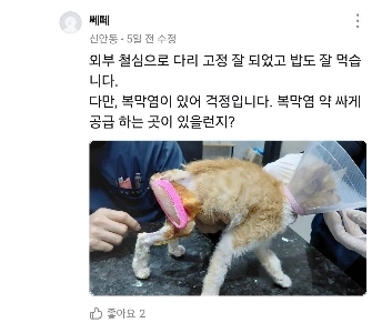 キャロットマーケットの本当の猫ママパパ、