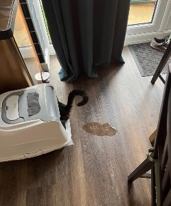 飼い主は猫をトイレに行かせることに成功した。