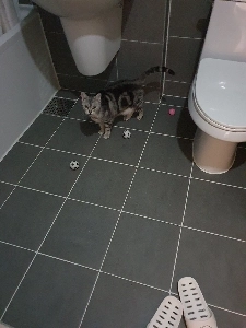 今日も楽しい眠りとの戦い