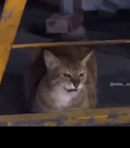 あなたのガールフレンドはとても悪い.mp4