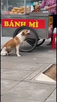 (SOUND)川のアーチ