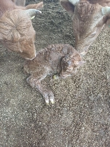 生まれたばかりの子牛
