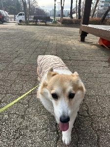 犬服の購入についてアドバイスをお願いします。