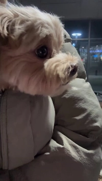 (SOUND)釜山の子犬、初めてソウルの寒さを経験
