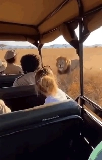 弱い) サファリ ツアー事故 video.gif