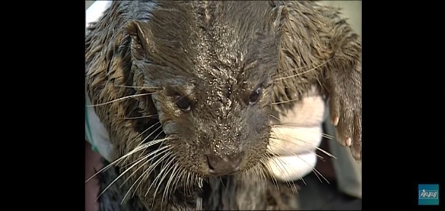釜山の伝説の男たちが捕まえたカワウソのビデオ