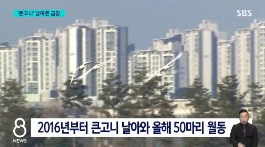 絶滅の危機に瀕したが、大挙して世宗市中心部に飛来した。