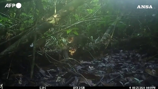 (SOUND)世界で最も珍しい猫.mp4