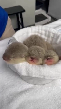 (SOUND)鳴く赤ちゃんカワウソ haha​​.mp4