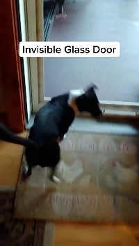 (SOUND)かつてガラスのドアにぶつかった犬.mp4