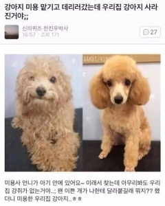 うちの犬がいなくなってしまいました。jpg