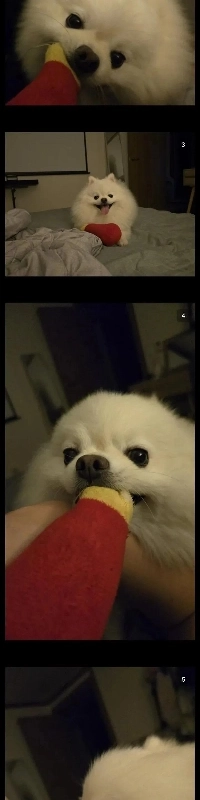 自宅でエビフライを育てるDCさん