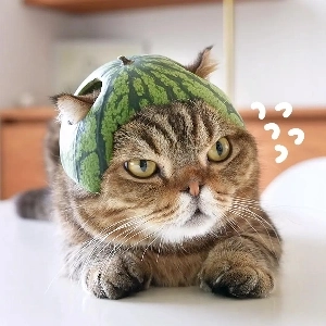 携帯電話が壊れてしまいました。私を助けてください。