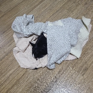 野良犬が家に連れてこられる