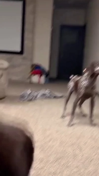 (SOUND)おやすみを聞いた子犬たち